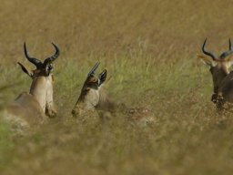 Seronera_and_Lobo2003-039